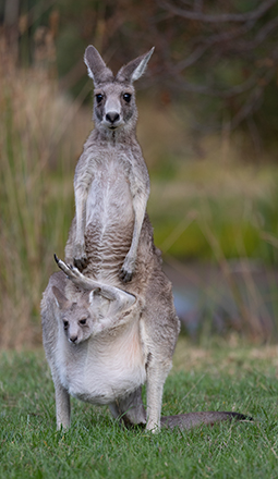 Kangaroos mum with her joey in the pouch on Parkland 9 camping site at Grampians Paradise Camping and Caravan Parkland